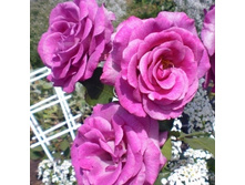 Deutsche Welle ������ ����� 2,95 ����.jpg