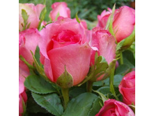 Mondiale �������� 2,95 ����.jpg