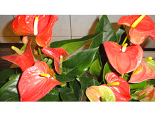 �������� ����� ������� (  Orange Champion) -