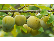 ����� ������� ���������-420�