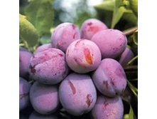 ����� ����-420�.jpg