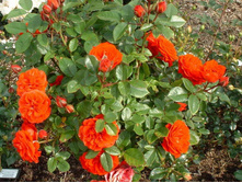 Orange Meillandina ����� ���������� 2,95 ����.jpg