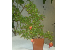 ������ ���� � �������