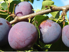 ����� ��������� (�������)-230�.jpg