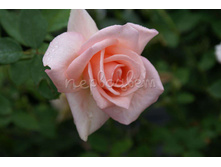 Summer Lady ������ ���� 2,95 ����.jpg