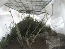 ����������� 036.jpg