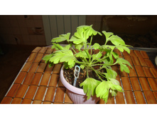 Good Fibration(formosum)