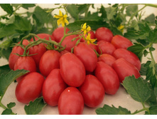 ����� ���-���-��� ������ 10,10���. [���.14000554]