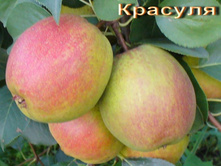 ����� ������� (�������)-210�.jpg