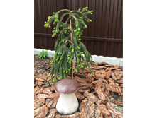 ���� ��������� �����.