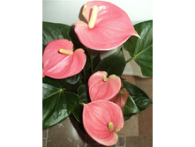 �������� ��������� ����  �������  (Anthurium andreanum Amis)- 600 ���.