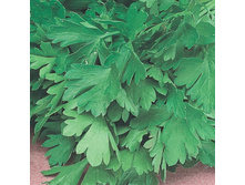 �������� ��������,(��) 6,50 ���. [���.��000001454]