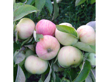 ������ �������� ����������-350�.jpg