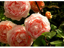 Tamora ������ 3,20 ����.jpg