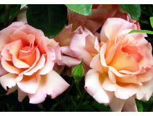 Compassion �������� 2,95 ����.jpg