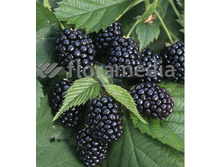 161���. ������� ��������� ������ �������� ���16.jpg