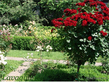 Lavaglut 19,25 ����.jpg