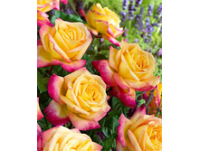 Pulman Orient Express 19.25 ����.jpg