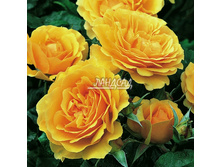 Amber Queen ����� ���� 2,95 ����.jpg