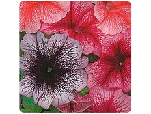 ������� ����� ����� ����������� � ��������. ����� 34,00 ���.