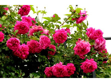 Laguna 2,95 ����.jpg