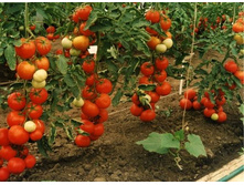 ������ 25 ���..jpg