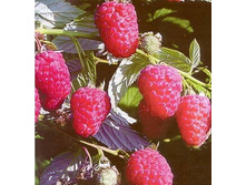 ������ ��������+17�