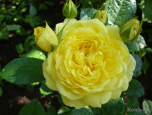 Anny Duperey ���� ������� 2,95 ����.jpg