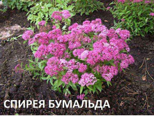 ������ �������� Spirea bumalda Antony Waterer 3,20 ����.jpg