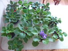 ��� ��������������