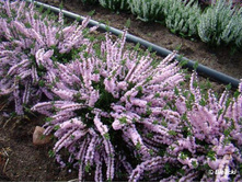 Calluna Radnor � 0,5-1,56