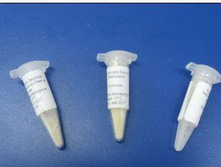 �������� ��� ���� ������� Str. Thermophilus �� 15 � ������.jpg