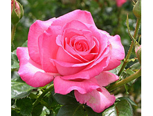 Esmeralda ���������� 2,95 ����.jpg