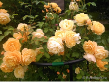 Graham Thomas ������ ����� 3,20 ����.jpg