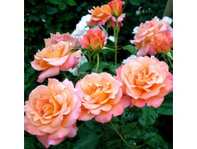 Morgenrote ���������� 3,20 ����.jpg