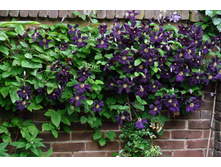 185���. �������� ��������� ���17.jpg