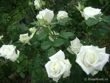 Acito ����� 2,95 ����.jpg