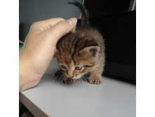 Screenshot 2016-10-09-11-10-05-1.png