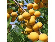 ������� ���������-470�.jpg