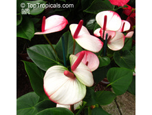 ��������  Princess Amalia Eleganc�- �� 700 ���.