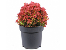 284���. �������� �������� ���� ���� ���17.jpg