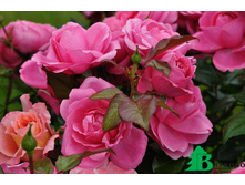 Barlenburg 19.25 ����.jpg