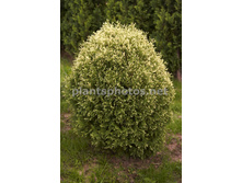 ��� Herzberg 20-25cm Co-3-12,42.jpg