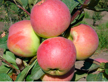 ������ ���������-350�.jpg