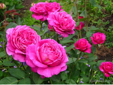 Old Port ��� ���� 3,20 ����.jpg