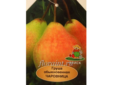 ����� ���������-400�.JPG