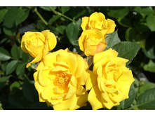 Gold Marie '82 19.25 ����.jpg