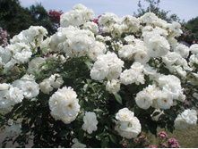 Schneewittchen 19,25 ����.jpg