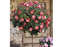 Double Delight 19.25 ����.jpg