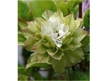 229���. �������� ���-��-���� ���17.jpg